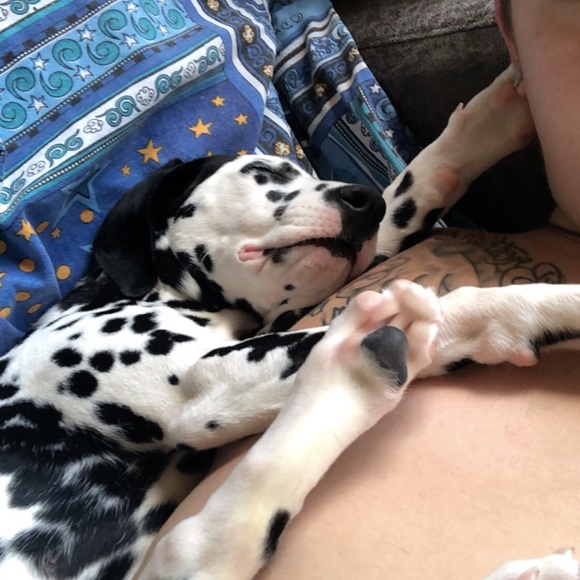 Hello I’m Jesse - Picture 1 of 1